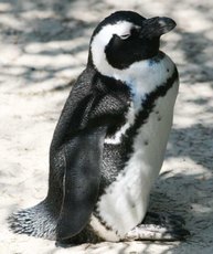 Brillenpinguin-3.jpg